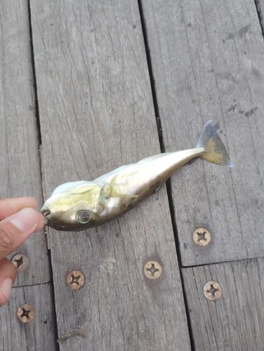 フグの釣果