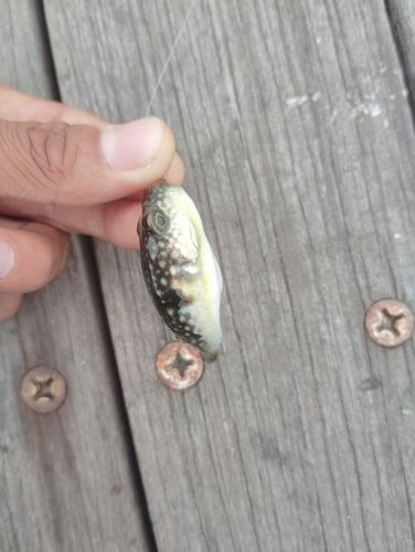フグの釣果