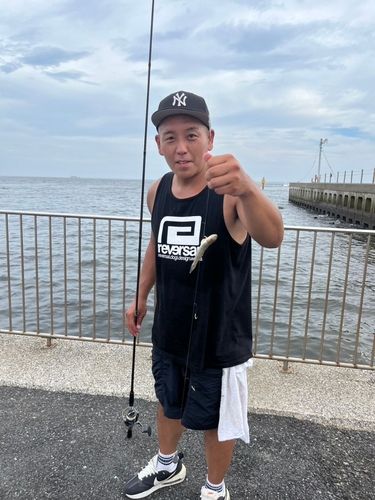 ハゼの釣果