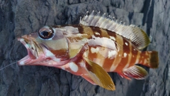 アカハタの釣果