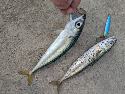 サバの釣果