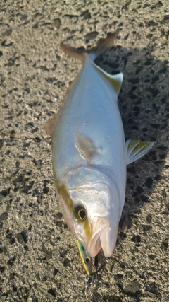 ショゴの釣果