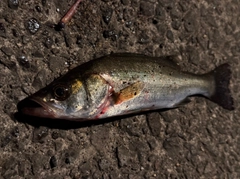 セイゴ（マルスズキ）の釣果