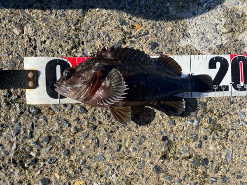 オウゴンムラソイの釣果