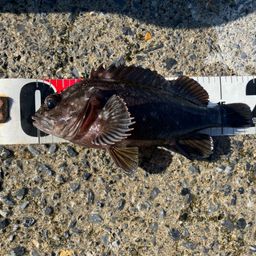 オウゴンムラソイ