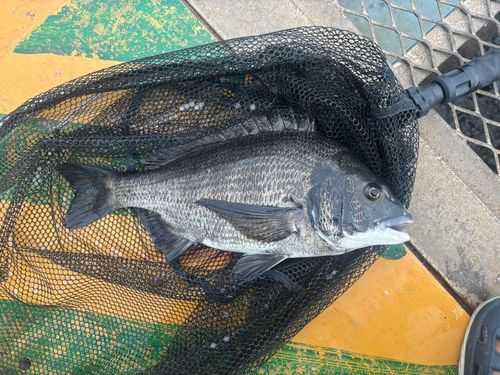クロダイの釣果