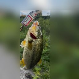 ブラックバス