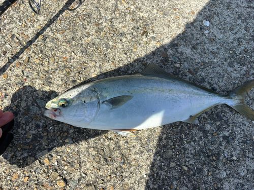 ツバスの釣果