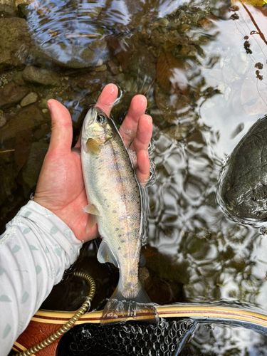 ヤマメの釣果