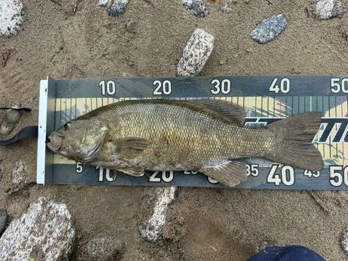 スモールマウスバスの釣果