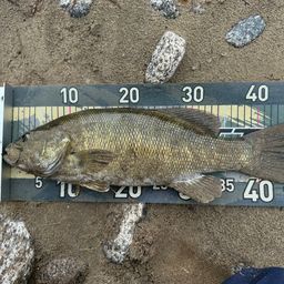 スモールマウスバス