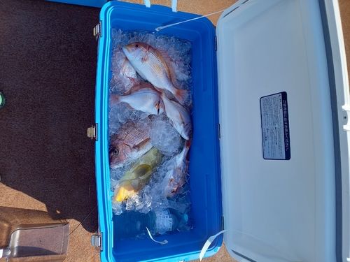 マダイの釣果