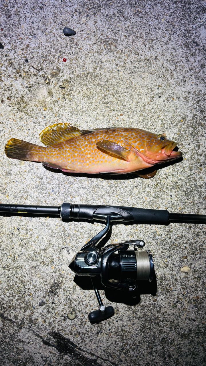 SHIMANO 23ディアルーナ B86MLの最安値・インプレ・釣果 | 本音