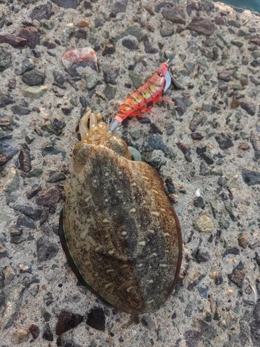 コウイカの釣果