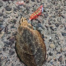 コウイカ