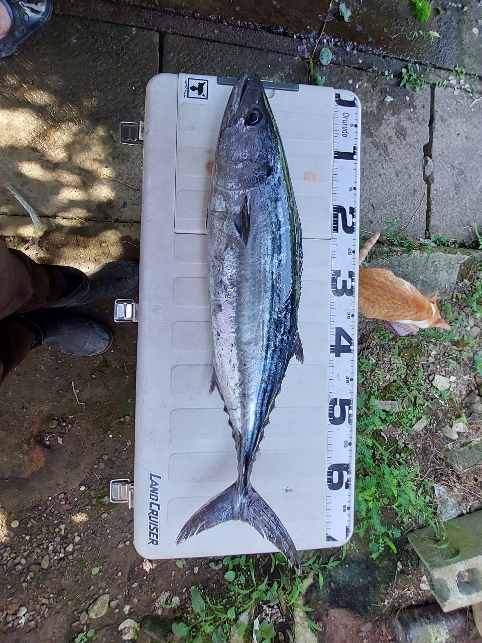 SHIMANO 21グラップラー BB タイプ C S710MLの最安値・インプレ・釣果