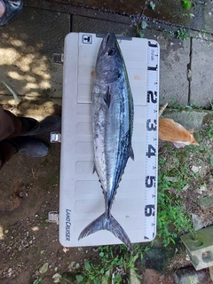 ハガツオの釣果