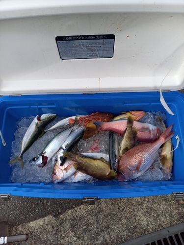マダイの釣果