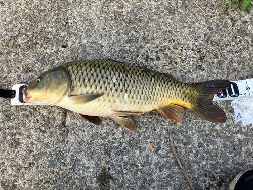 コイの釣果