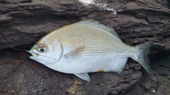 イスズミの釣果