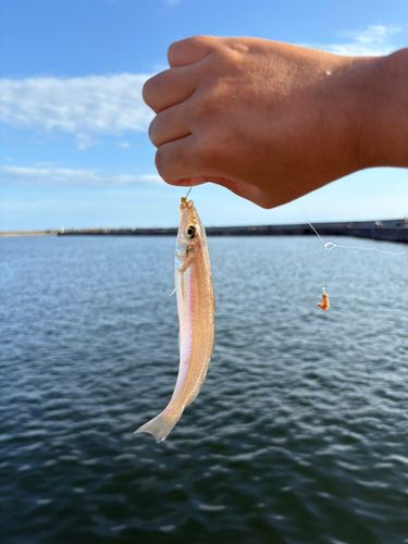 キスの釣果