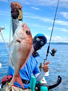 マダイの釣果