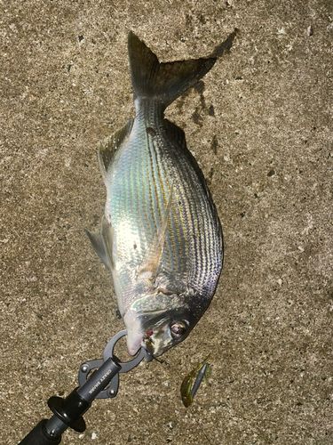 鹿児島湾南部