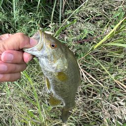 スモールマウスバス