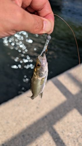 セイゴ（マルスズキ）の釣果