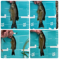 スモールマウスバスの釣果