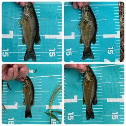 スモールマウスバス