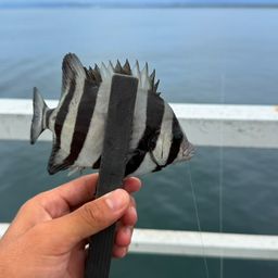 タカノハダイ