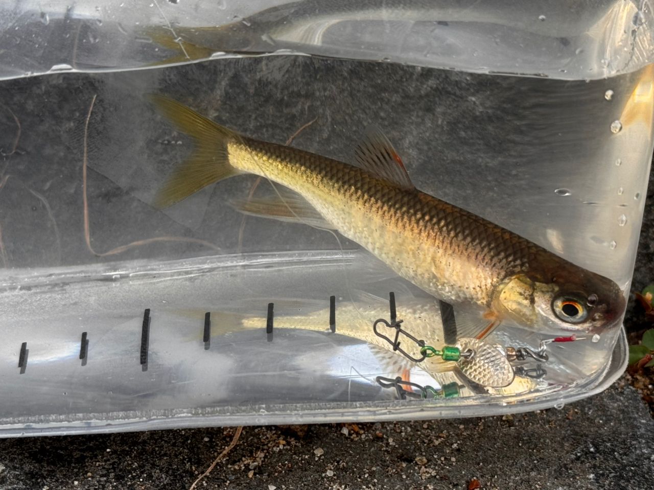 アピア　グランデージライト61 Apia Grandage Lite 61 Jighead Special Type AJI – JDM TACKLE