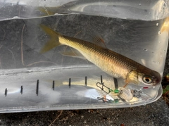 オイカワの釣果