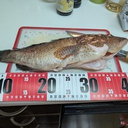 オオモンハタ