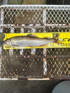 アユの釣果