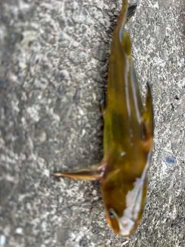 フナの釣果
