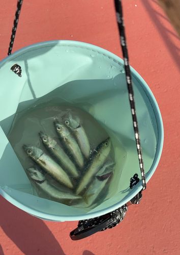 サバの釣果