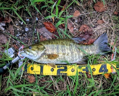 スモールマウスバスの釣果