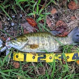 スモールマウスバス