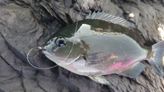 メジナの釣果