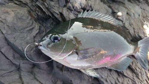 メジナの釣果