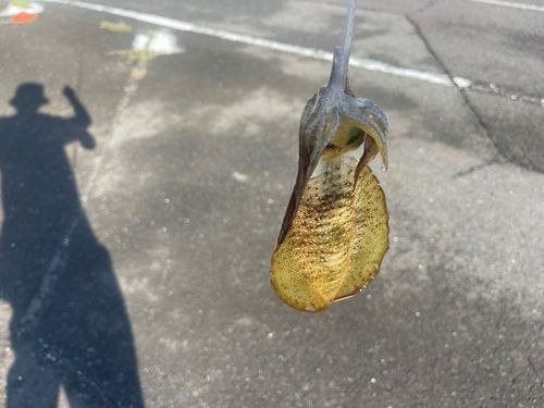 舞鶴湾