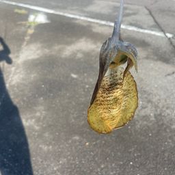 アオリイカ
