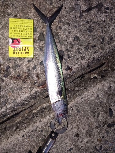 サゴシの釣果