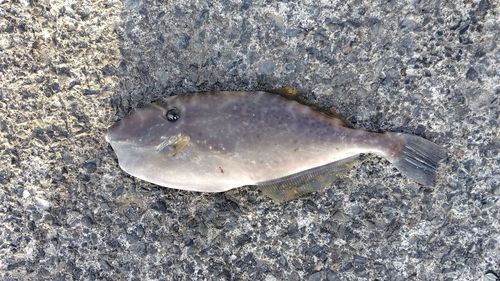 ウスバハギの釣果