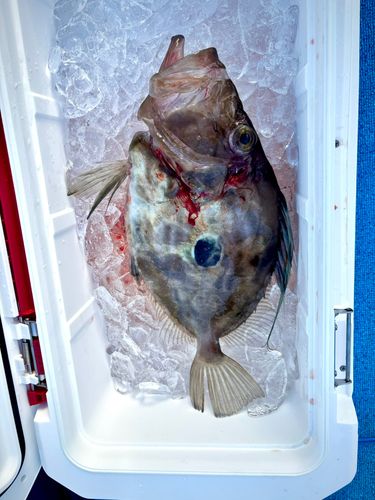 マトウダイの釣果