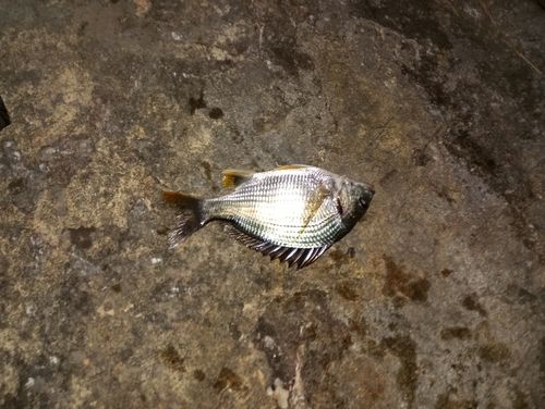 キビレの釣果