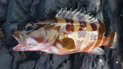 アカハタの釣果
