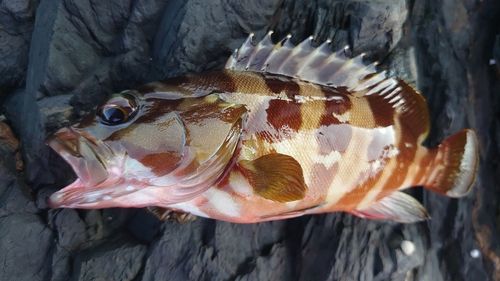 アカハタの釣果